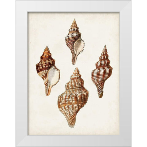 Sowerby Shells IV White Modern Wood Framed Art Print by Sowerby, James