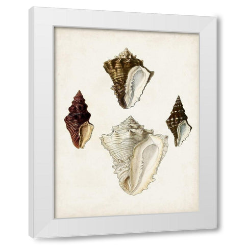 Sowerby Shells V White Modern Wood Framed Art Print by Sowerby, James