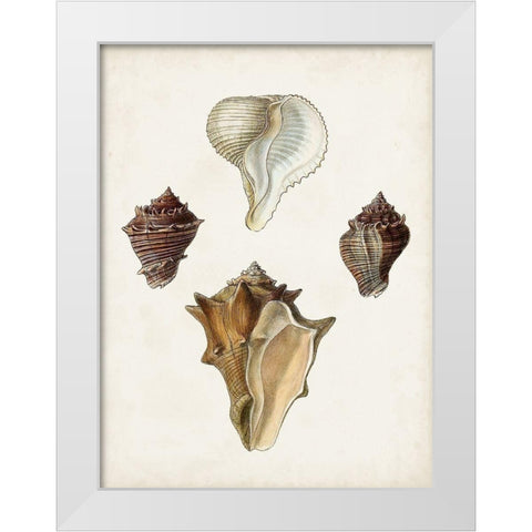 Sowerby Shells VI White Modern Wood Framed Art Print by Sowerby, James