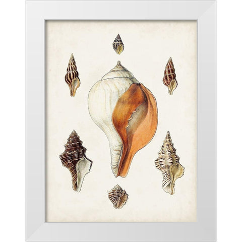 Sowerby Shells VII White Modern Wood Framed Art Print by Sowerby, James