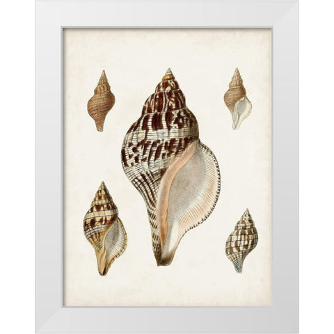 Sowerby Shells VIII White Modern Wood Framed Art Print by Sowerby, James
