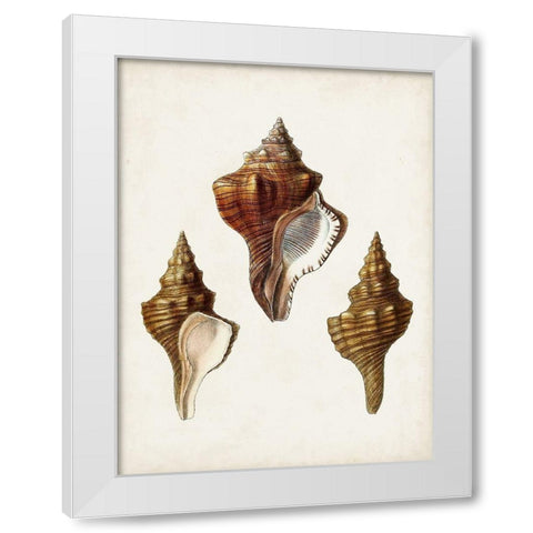 Sowerby Shells IX White Modern Wood Framed Art Print by Sowerby, James