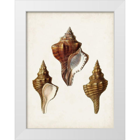 Sowerby Shells IX White Modern Wood Framed Art Print by Sowerby, James