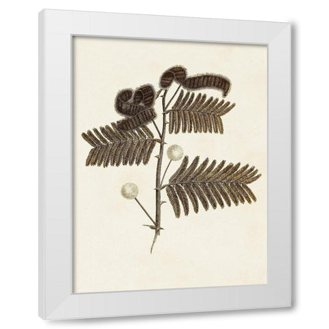 Sepia Botanicals I White Modern Wood Framed Art Print by Vision Studio