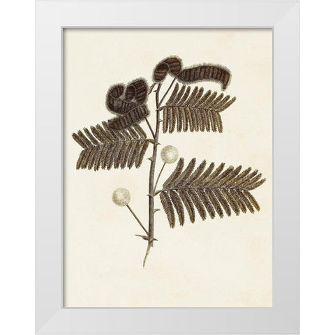 Sepia Botanicals I White Modern Wood Framed Art Print by Vision Studio