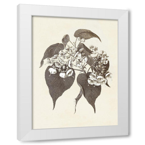 Sepia Botanicals II White Modern Wood Framed Art Print by Vision Studio