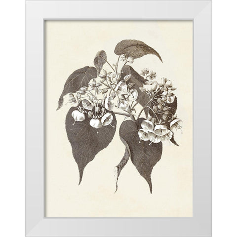 Sepia Botanicals II White Modern Wood Framed Art Print by Vision Studio