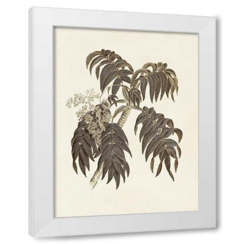 Sepia Botanicals III White Modern Wood Framed Art Print by Vision Studio