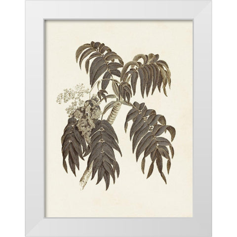 Sepia Botanicals III White Modern Wood Framed Art Print by Vision Studio