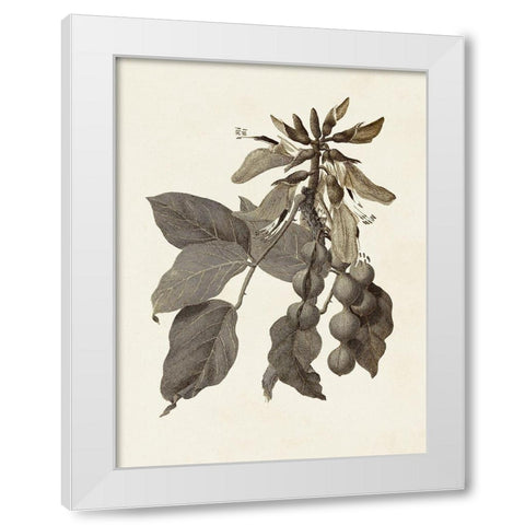 Sepia Botanicals IV White Modern Wood Framed Art Print by Vision Studio