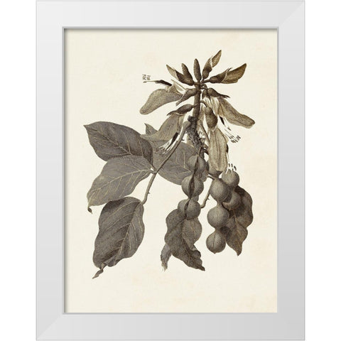 Sepia Botanicals IV White Modern Wood Framed Art Print by Vision Studio