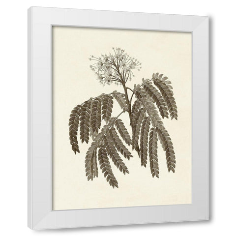 Sepia Botanicals V White Modern Wood Framed Art Print by Vision Studio