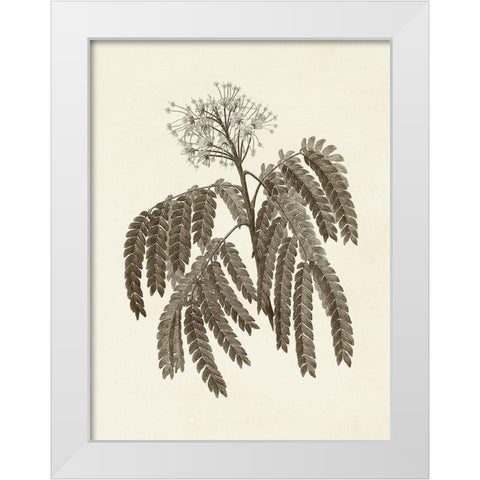 Sepia Botanicals V White Modern Wood Framed Art Print by Vision Studio