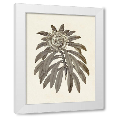 Sepia Botanicals VI White Modern Wood Framed Art Print by Vision Studio