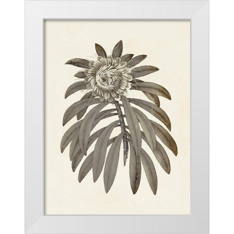 Sepia Botanicals VI White Modern Wood Framed Art Print by Vision Studio