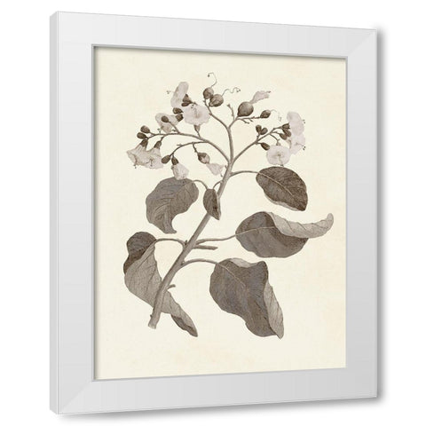 Sepia Botanicals VII White Modern Wood Framed Art Print by Vision Studio