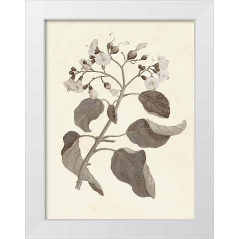 Sepia Botanicals VII White Modern Wood Framed Art Print by Vision Studio