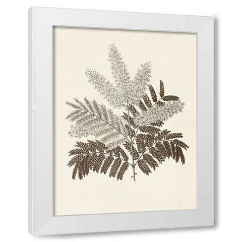 Sepia Botanicals VIII White Modern Wood Framed Art Print by Vision Studio