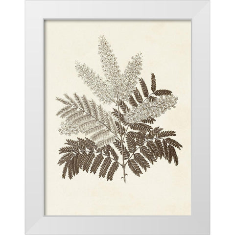 Sepia Botanicals VIII White Modern Wood Framed Art Print by Vision Studio