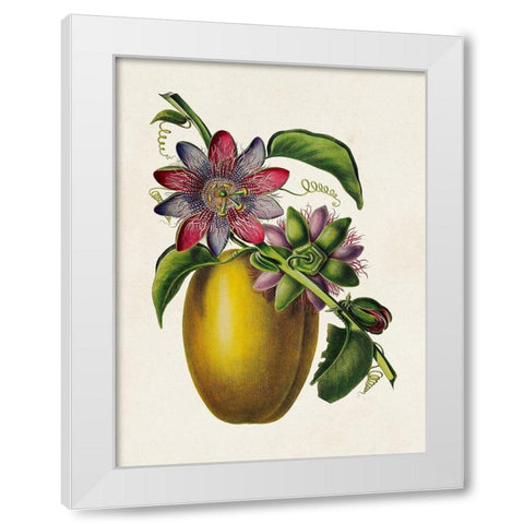 Fruit of the Tropics II White Modern Wood Framed Art Print by Unknown