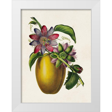 Fruit of the Tropics II White Modern Wood Framed Art Print by Unknown