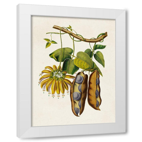 Fruit of the Tropics III White Modern Wood Framed Art Print by Unknown