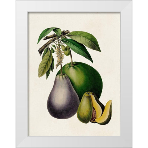 Fruit of the Tropics IV White Modern Wood Framed Art Print by Unknown