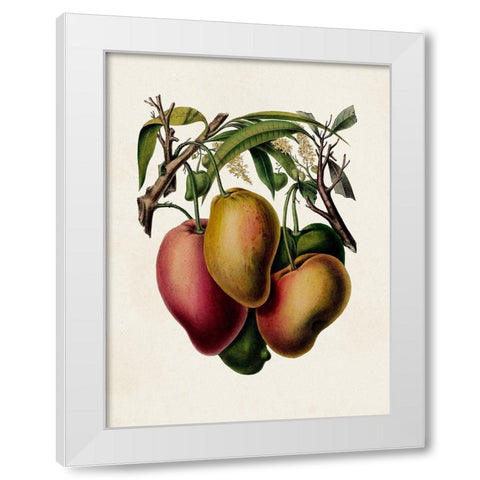 Fruit of the Tropics V White Modern Wood Framed Art Print by Unknown