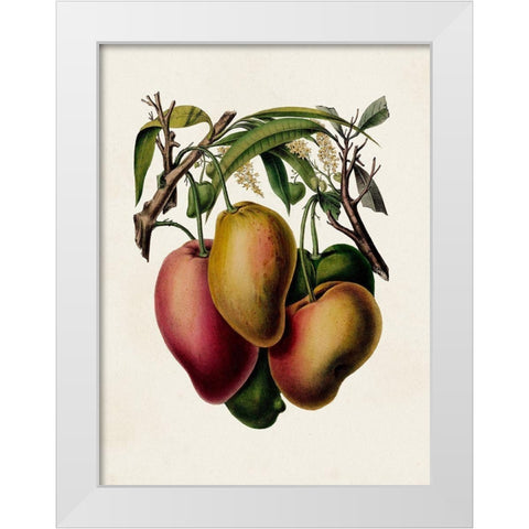 Fruit of the Tropics V White Modern Wood Framed Art Print by Unknown