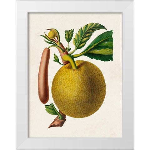 Fruit of the Tropics VIII White Modern Wood Framed Art Print by Unknown