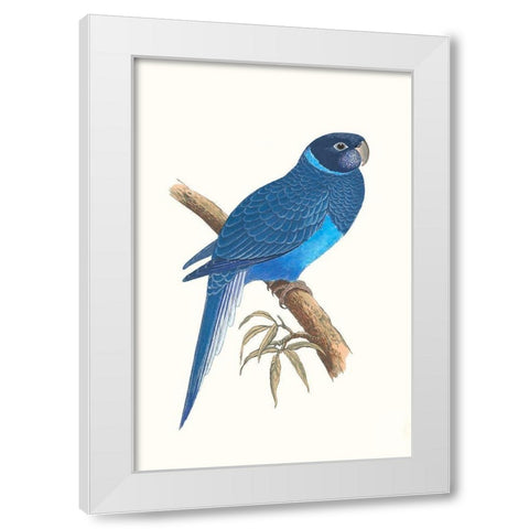 Blue Parrots I White Modern Wood Framed Art Print by Vision Studio