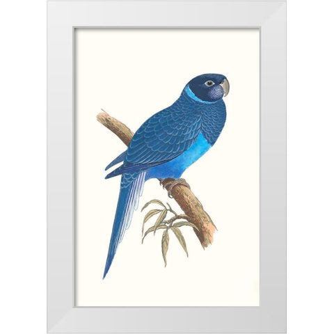Blue Parrots I White Modern Wood Framed Art Print by Vision Studio