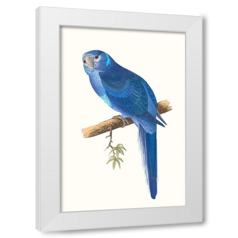 Blue Parrots II White Modern Wood Framed Art Print by Vision Studio