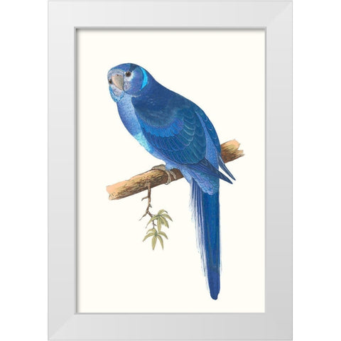 Blue Parrots II White Modern Wood Framed Art Print by Vision Studio