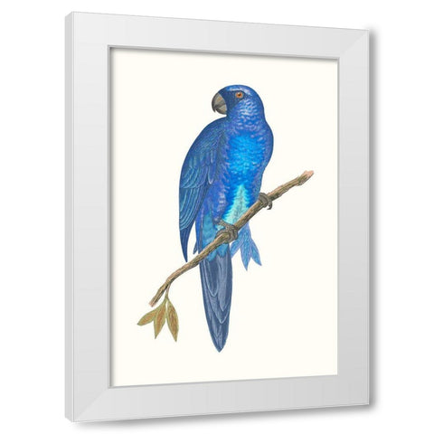 Blue Parrots III White Modern Wood Framed Art Print by Vision Studio