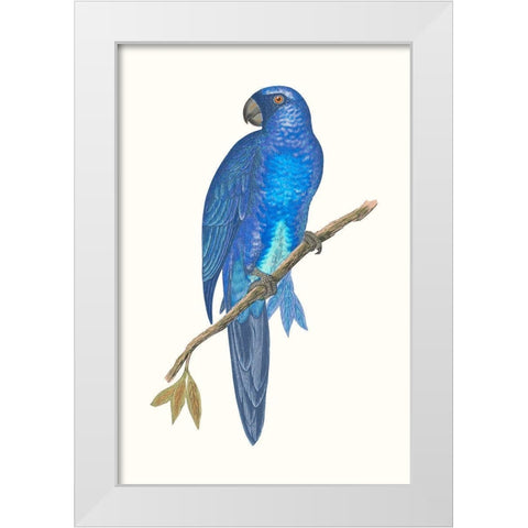 Blue Parrots III White Modern Wood Framed Art Print by Vision Studio