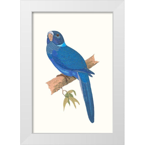 Blue Parrots IV White Modern Wood Framed Art Print by Vision Studio
