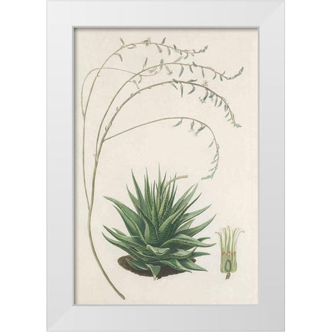 Agave Plant II White Modern Wood Framed Art Print by Unknown