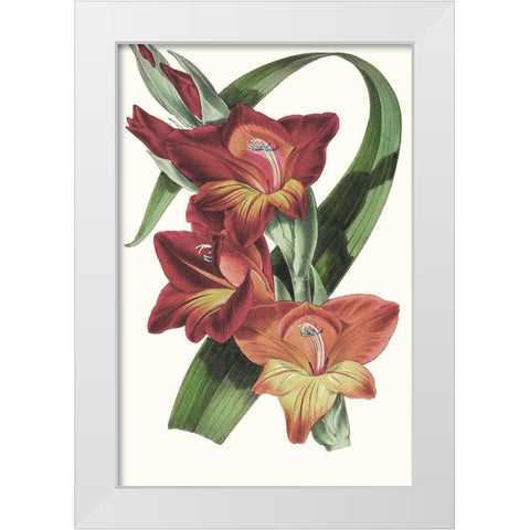 Paxton Tropicals II White Modern Wood Framed Art Print by Paxton