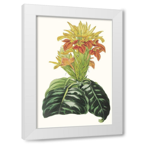Paxton Tropicals III White Modern Wood Framed Art Print by Paxton