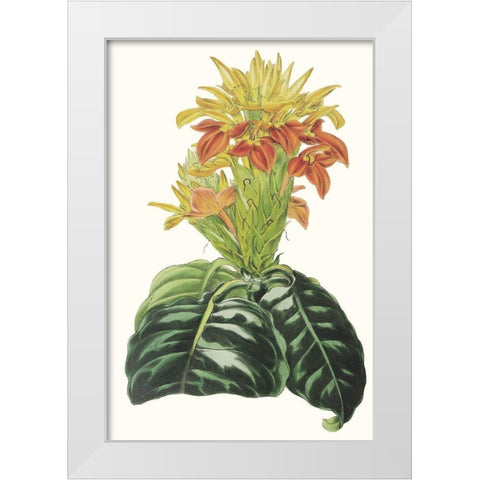 Paxton Tropicals III White Modern Wood Framed Art Print by Paxton