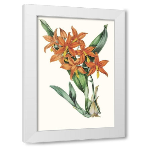 Paxton Tropicals IV White Modern Wood Framed Art Print by Paxton