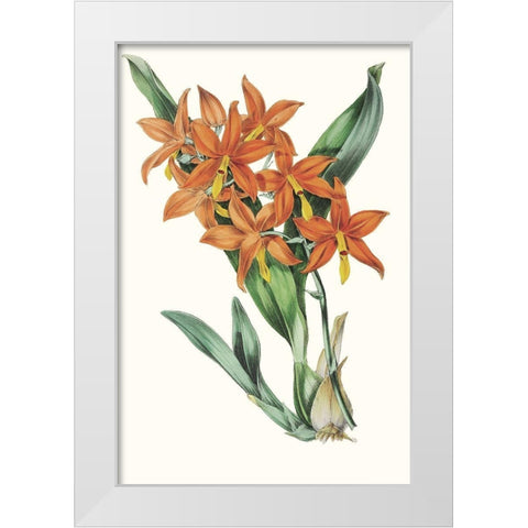 Paxton Tropicals IV White Modern Wood Framed Art Print by Paxton