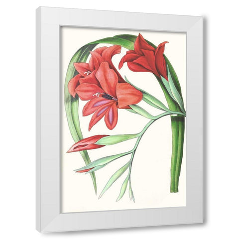 Paxton Tropicals V White Modern Wood Framed Art Print by Paxton