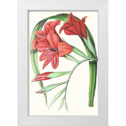 Paxton Tropicals V White Modern Wood Framed Art Print by Paxton