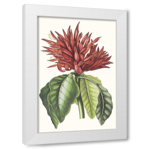 Paxton Tropicals VI White Modern Wood Framed Art Print by Paxton