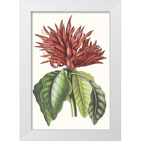 Paxton Tropicals VI White Modern Wood Framed Art Print by Paxton
