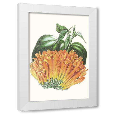 Paxton Tropicals VII White Modern Wood Framed Art Print by Paxton