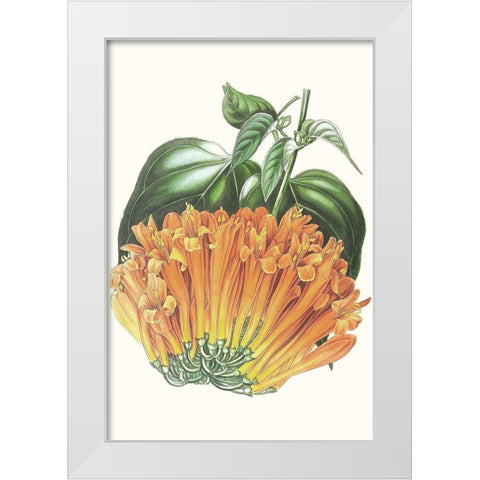 Paxton Tropicals VII White Modern Wood Framed Art Print by Paxton