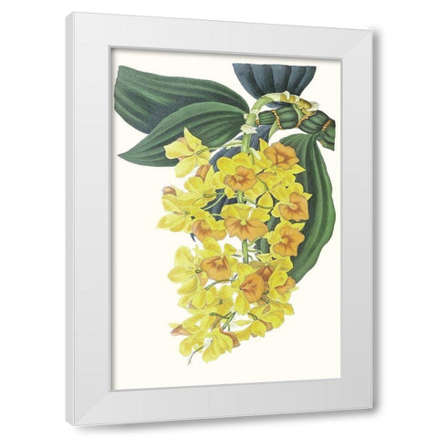 Paxton Tropicals VIII White Modern Wood Framed Art Print by Paxton